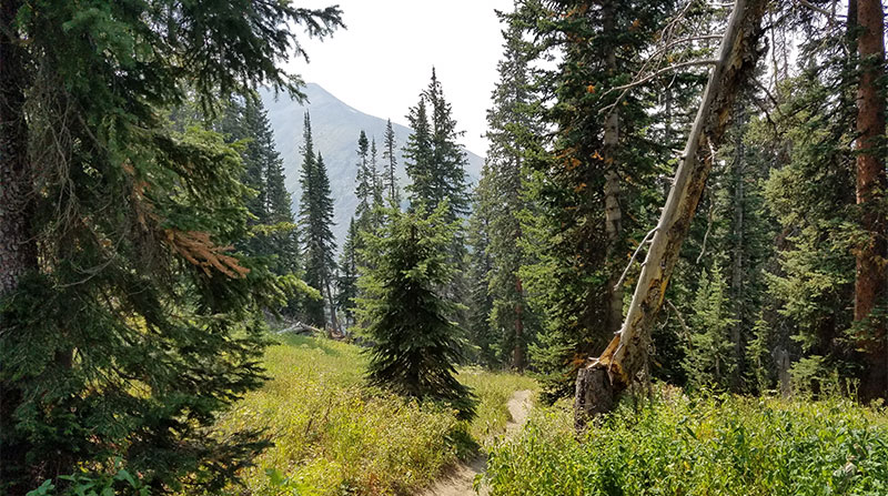 Crested Butte, CO Trail 401